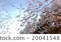 Fish school 20041548
