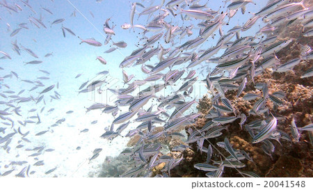 Fish school Fish school 20041548