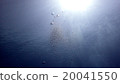 foam 20041550