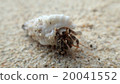 Hermit crab 20041552