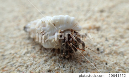 Hermit crab 20041552