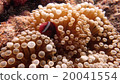 Anemone fish 20041554