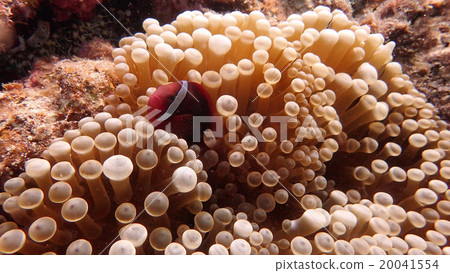 Anemone fish Anemone fish 20041554