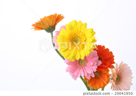 Colorful Gerbera 20041950