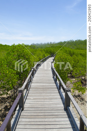 Beautiful green mangrove forest with boardwalk at Petchaburi, Thailand Beautiful green mangrove forest with boardwalk at Petchaburi, Thailand 20041993