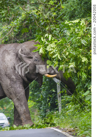 Wild elephants in Thailand Khao Yai National Park, Thailand 20042008