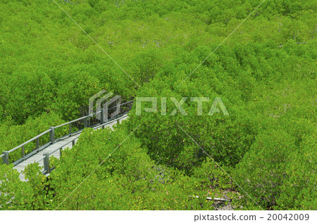 Photo of green fertile mangrove forests of Thailand. 20042009
