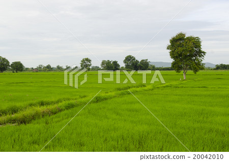 rice plant in rice field 20042010