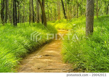 Dry Dipterocarp Forest, Thailand natural field 20042011