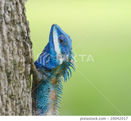 Blue Lizard with big eyes in closed up details, like small reptile with nice details on its painted body 20042017