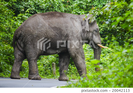 Wild elephants in Thailand Khao Yai National Park, Thailand 20042113