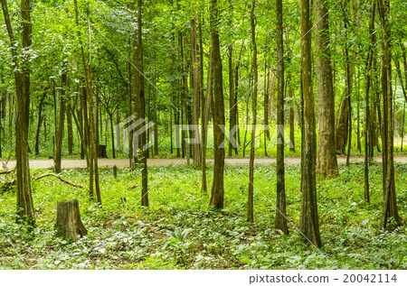 beautiful green forest in summer 20042114