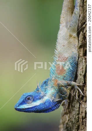 Blue Lizard with big eyes in closed up details, like small reptile with nice details on its painted body 20042137