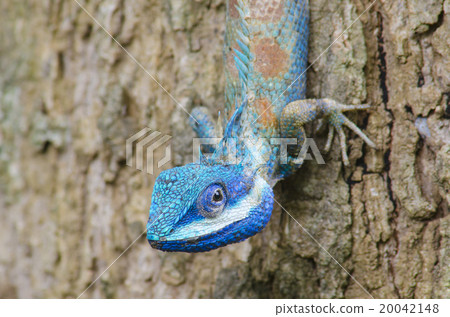 Blue Lizard with big eyes in closed up details, like small reptile with nice details on its painted body 20042148