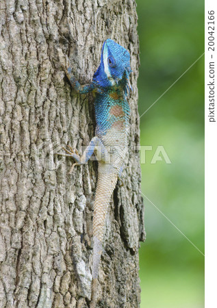 Blue Lizard with big eyes in closed up details, like small reptile with nice details on its painted body 20042166