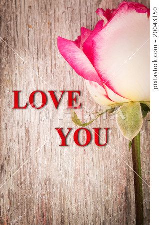 pink  rose flower on wooden background 20043150