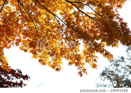 Autumn leaves of Hokkaido University Autumn leaves of Hokkaido University 20043388