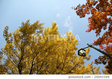 Hokkaido University Ginkgo A tree lined with trees Hokkaido University Ginkgo A tree lined with trees 20043389
