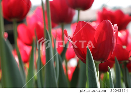Red tulips Red tulips 20043554