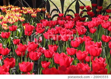 Red tulip garden. Red tulip garden. 20043555