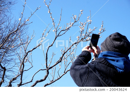 梅花公園 20043624