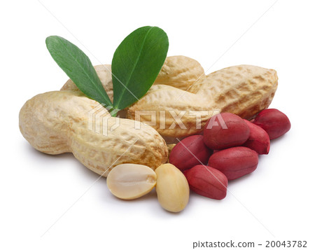 Peanuts isolated with clipping paths 20043782
