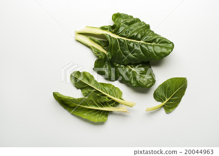 Chard Chard 20044963
