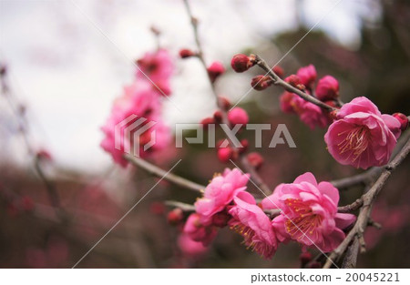 plum plum 20045221