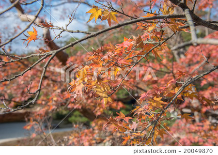 view of red maple leave in Japan 20049870