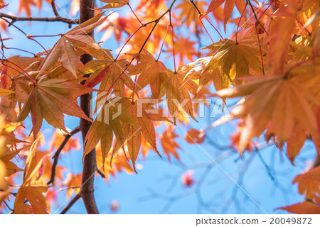 view of red maple leave in Japan view of red maple leave in Japan 20049872