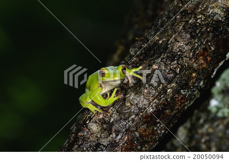 Moria gull frog 20050094