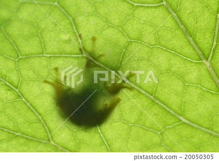 Frog's shadow Frog's shadow 20050305