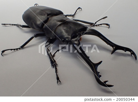 吉拉法看到了gigwaggata（來自弗洛雷斯島） 20050344