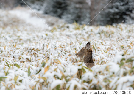 Ezo deer in the snow 20050608