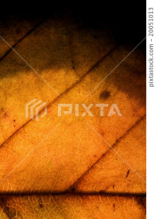 background  macro abstract of a  yellow 20051013