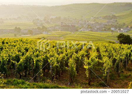 vineyards near Fuisse, Burgundy, France 20051027