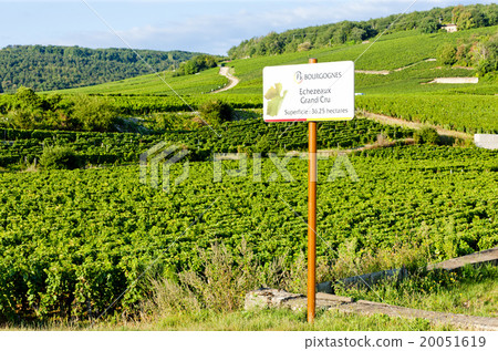 grand cru vineyards of Echezeaux, Burgundy, France 20051619