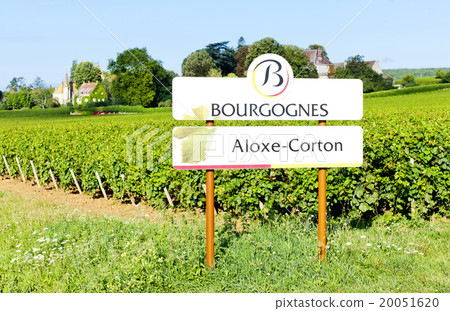 vineyards of Aloxe-Corton, Burgundy, France 20051620