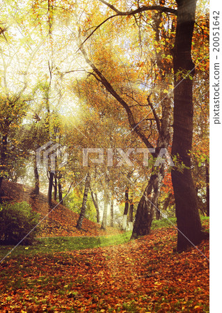 Autumn forest scenery with rays of soft light. 20051642