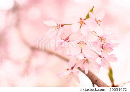照片素材：櫻花沒有春天 20051672