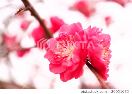 照片素材:梅花 照片素材:梅花 20051673