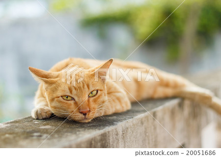 orange cat 20051686