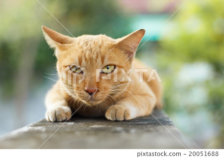 orange cat 20051688