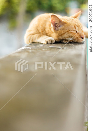 orange cat 20051691