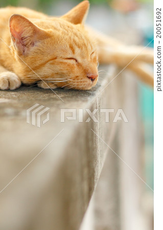 orange cat 20051692