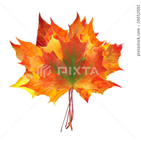 colorful autumn maple leaves bouquet isolated colorful autumn maple leaves bouquet isolated 20052092