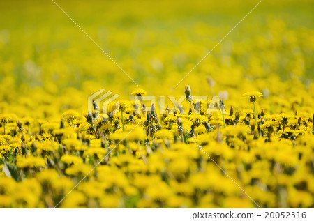 Dandelion flower meadow Dandelion flower meadow 20052316
