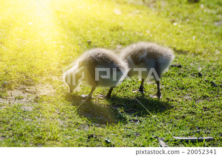 Canada goose bird Canada goose bird 20052341