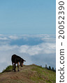 Brown Donkey standing on mountain above the clouds 20052390