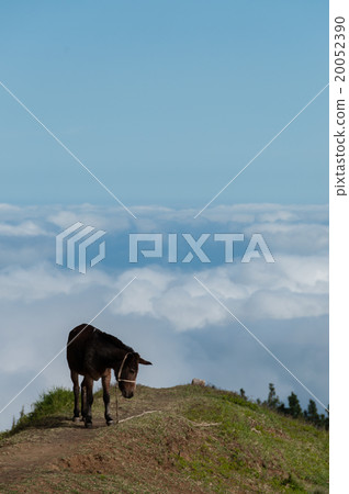 Brown Donkey standing on mountain above the clouds Brown Donkey standing on mountain above the clouds 20052390